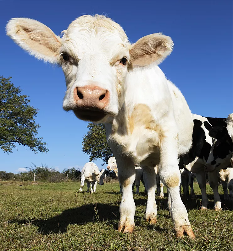 Techniblend Hoof Zinc product from Gibcare Animal Health Solutions
