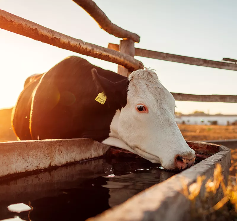 Techniblend Pathopure products from Gibcare Animal Health Solutions